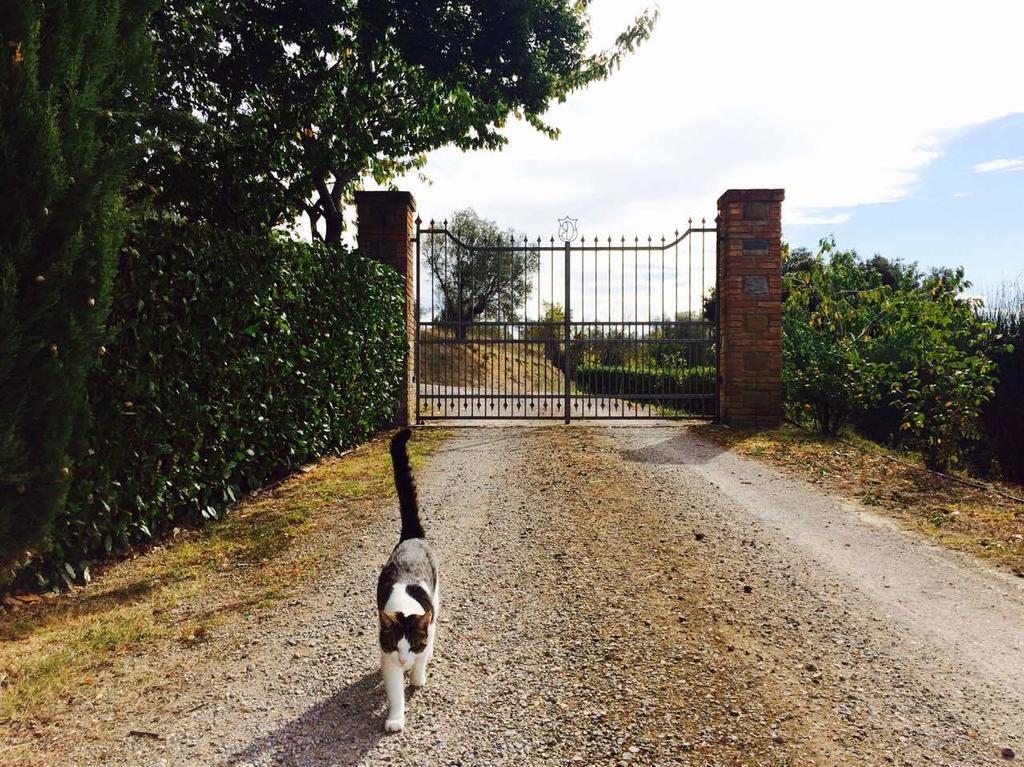Agriturismo La Bicocca - Apt. "Il Leccio" Castel Rigone Værelse billede